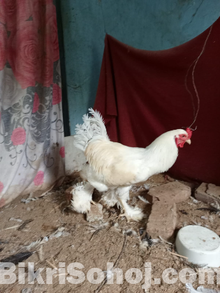 সিল্কি মোরগ